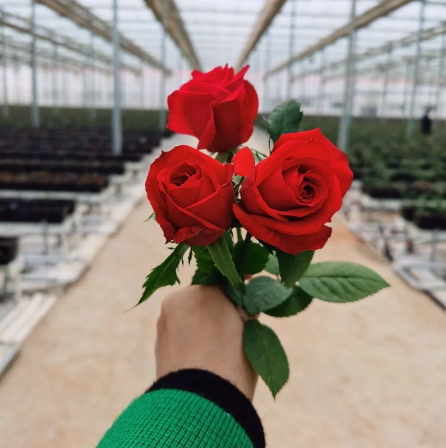 OG东方馆·(中国)有限公司官网
