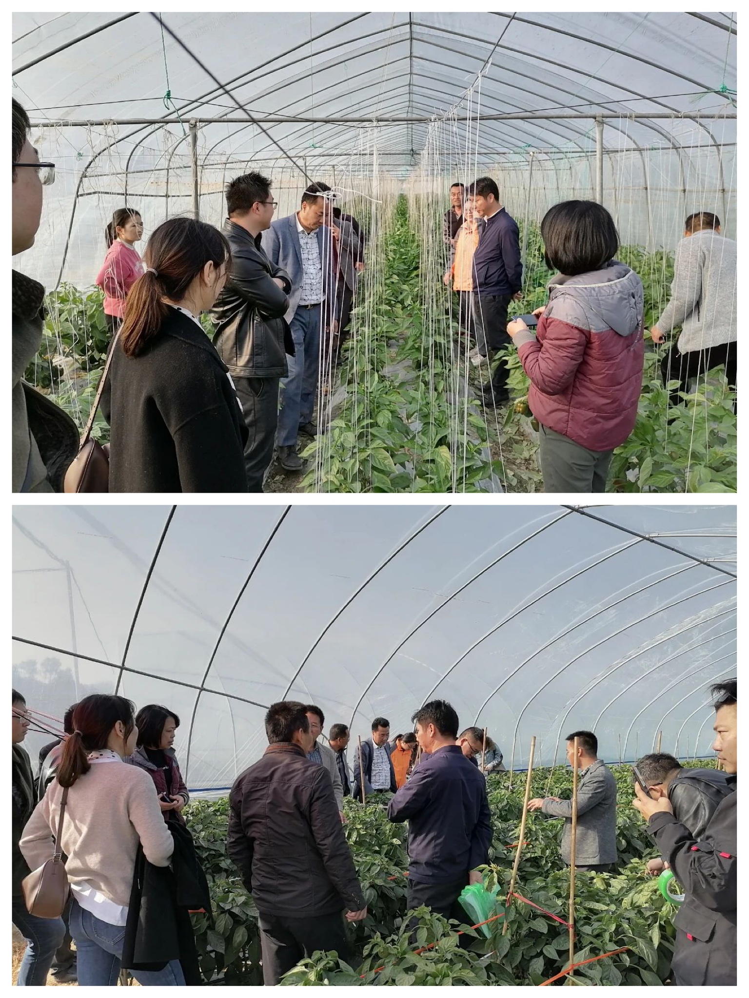 OG东方馆·(中国)有限公司官网